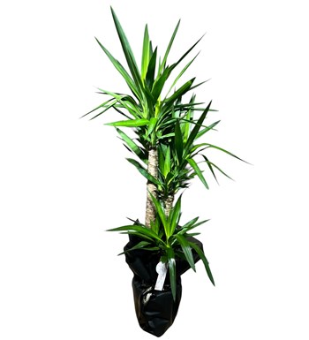 Yucca Bitkisi Çift Gövdeli
