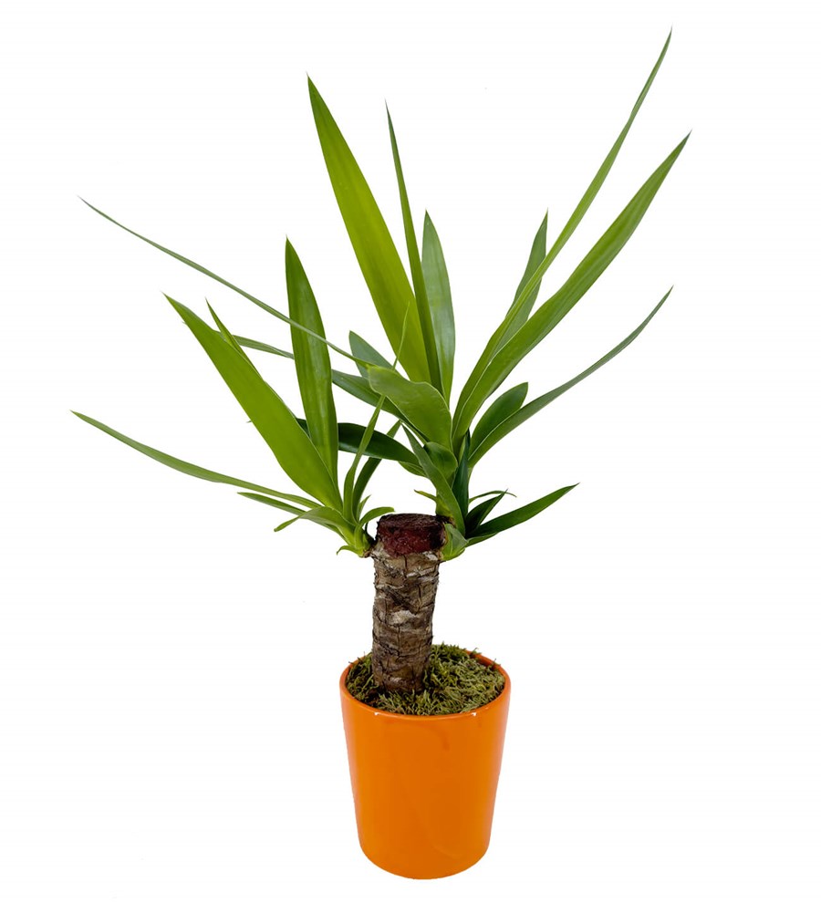 Yuka - Yucca Turuncu Nora