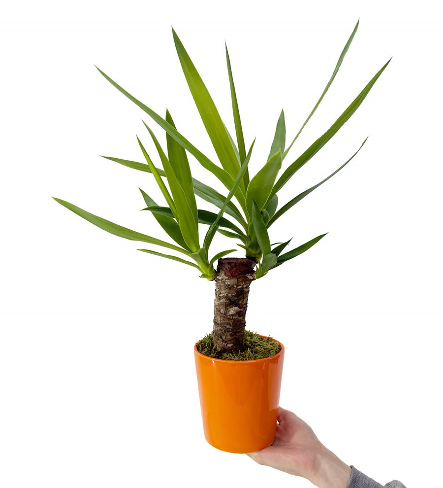 Yuka - Yucca Turuncu Nora