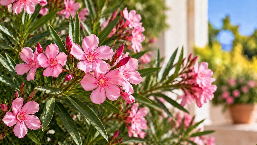 Zakkum (Oleander)
