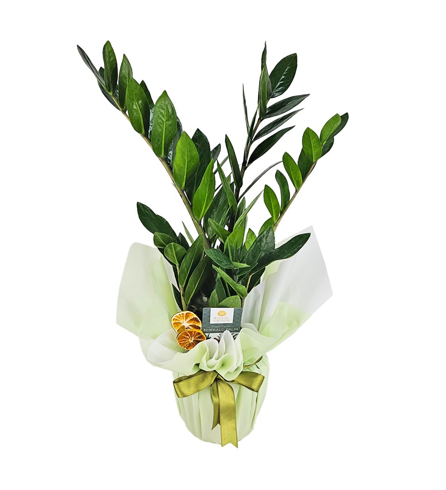 Zeze Çiçeği - Zamia Zamiifolia