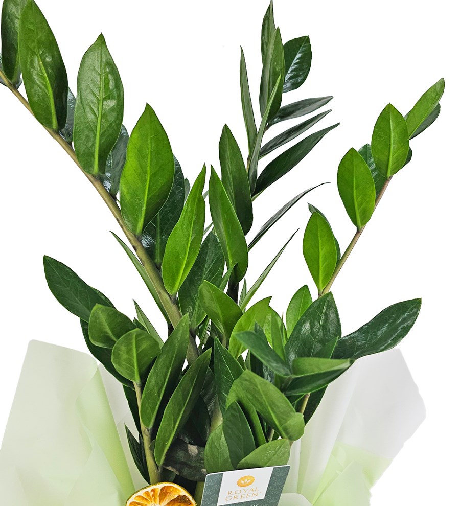 Zeze Çiçeği - Zamia Zamiifolia