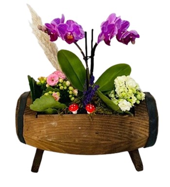 Ahşap Yayık Saksıda Mini Orkide ve Kalanchoe